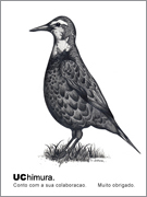 UC himura. �G���s�c �C���X�g�uUC �c�O�~�v